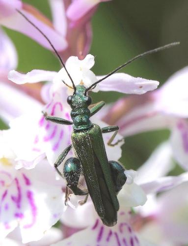 Oedemera nobilis